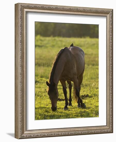 Horses Grazing before Sunset, Philmont Scout Ranch, Cimarron, New Mexico-Maresa Pryor-Framed Photographic Print