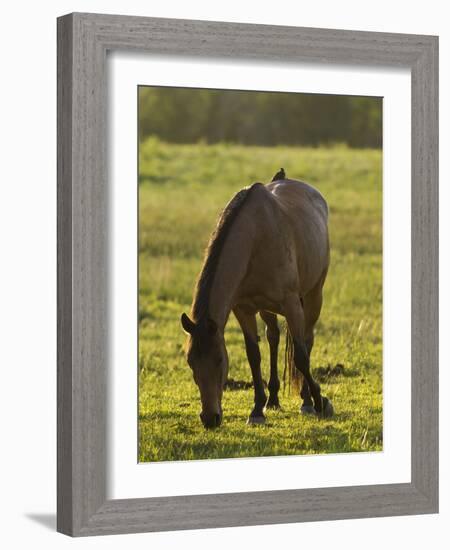 Horses Grazing before Sunset, Philmont Scout Ranch, Cimarron, New Mexico-Maresa Pryor-Framed Photographic Print