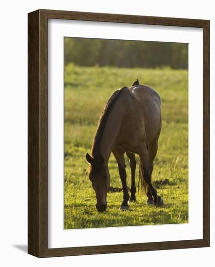 Horses Grazing before Sunset, Philmont Scout Ranch, Cimarron, New Mexico-Maresa Pryor-Framed Photographic Print