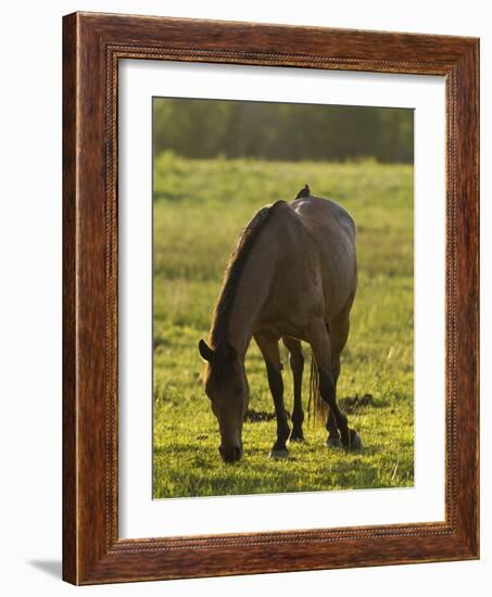 Horses Grazing before Sunset, Philmont Scout Ranch, Cimarron, New Mexico-Maresa Pryor-Framed Photographic Print