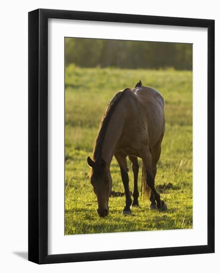 Horses Grazing before Sunset, Philmont Scout Ranch, Cimarron, New Mexico-Maresa Pryor-Framed Photographic Print