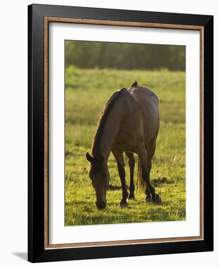 Horses Grazing before Sunset, Philmont Scout Ranch, Cimarron, New Mexico-Maresa Pryor-Framed Photographic Print