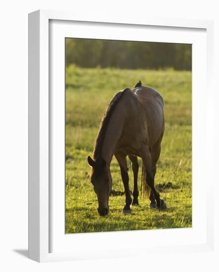 Horses Grazing before Sunset, Philmont Scout Ranch, Cimarron, New Mexico-Maresa Pryor-Framed Photographic Print