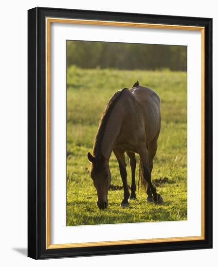 Horses Grazing before Sunset, Philmont Scout Ranch, Cimarron, New Mexico-Maresa Pryor-Framed Photographic Print