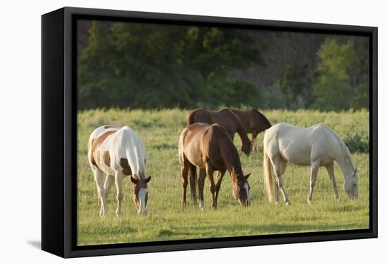 Horses Grazing before Sunset, Philmont Scout Ranch, Cimarron, New Mexico-Maresa Pryor-Framed Premier Image Canvas