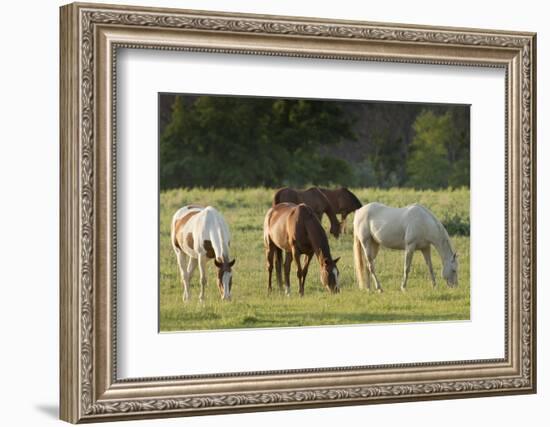 Horses Grazing before Sunset, Philmont Scout Ranch, Cimarron, New Mexico-Maresa Pryor-Framed Photographic Print