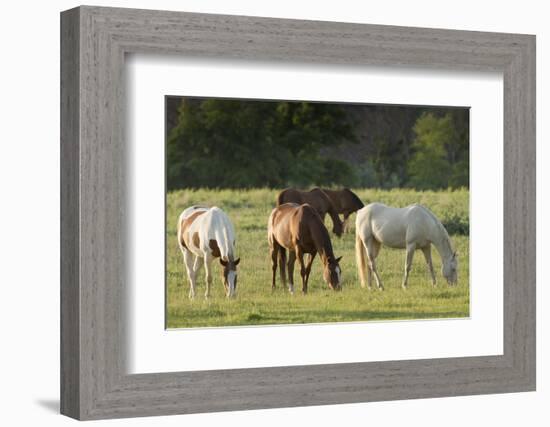 Horses Grazing before Sunset, Philmont Scout Ranch, Cimarron, New Mexico-Maresa Pryor-Framed Photographic Print