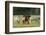 Horses Grazing before Sunset, Philmont Scout Ranch, Cimarron, New Mexico-Maresa Pryor-Framed Photographic Print