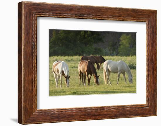 Horses Grazing before Sunset, Philmont Scout Ranch, Cimarron, New Mexico-Maresa Pryor-Framed Photographic Print