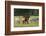 Horses Grazing before Sunset, Philmont Scout Ranch, Cimarron, New Mexico-Maresa Pryor-Framed Photographic Print