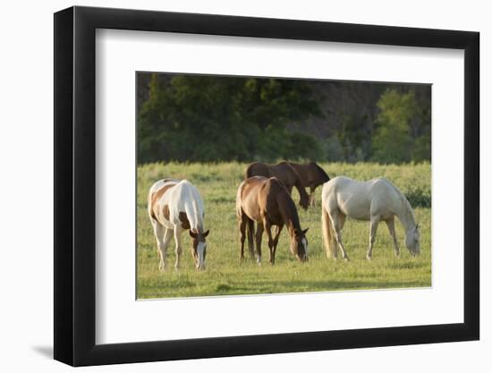 Horses Grazing before Sunset, Philmont Scout Ranch, Cimarron, New Mexico-Maresa Pryor-Framed Photographic Print