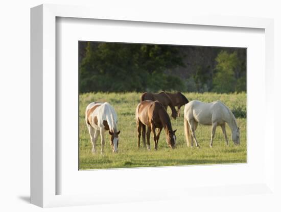 Horses Grazing before Sunset, Philmont Scout Ranch, Cimarron, New Mexico-Maresa Pryor-Framed Photographic Print