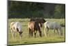 Horses Grazing before Sunset, Philmont Scout Ranch, Cimarron, New Mexico-Maresa Pryor-Mounted Photographic Print