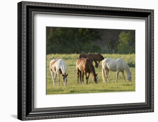 Horses Grazing before Sunset, Philmont Scout Ranch, Cimarron, New Mexico-Maresa Pryor-Framed Photographic Print