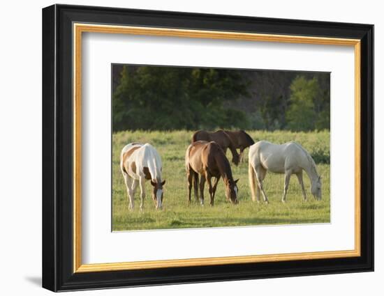 Horses Grazing before Sunset, Philmont Scout Ranch, Cimarron, New Mexico-Maresa Pryor-Framed Photographic Print