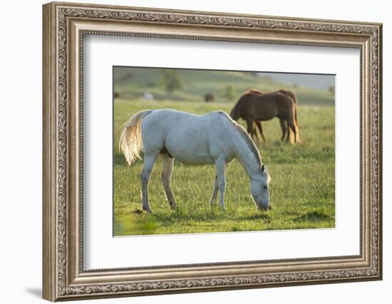 Horses Grazing before Sunset, Philmont Scout Ranch, Cimarron, New Mexico-Maresa Pryor-Framed Photographic Print