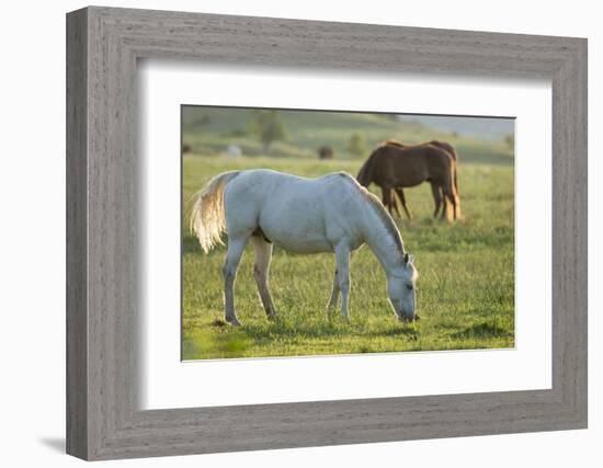 Horses Grazing before Sunset, Philmont Scout Ranch, Cimarron, New Mexico-Maresa Pryor-Framed Photographic Print