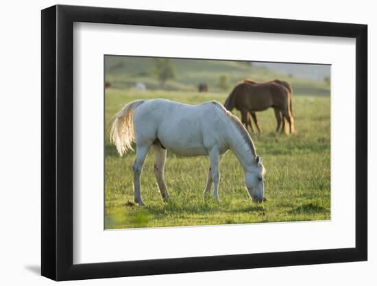 Horses Grazing before Sunset, Philmont Scout Ranch, Cimarron, New Mexico-Maresa Pryor-Framed Photographic Print