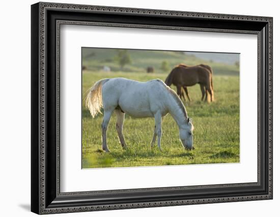 Horses Grazing before Sunset, Philmont Scout Ranch, Cimarron, New Mexico-Maresa Pryor-Framed Photographic Print