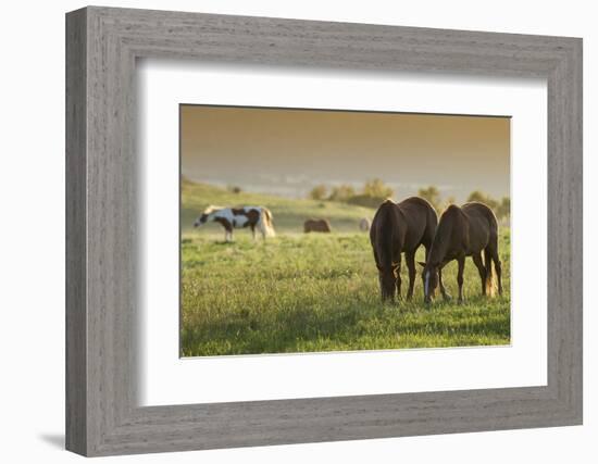 Horses Grazing before Sunset, Philmont Scout Ranch, Cimarron, New Mexico-Maresa Pryor-Framed Photographic Print