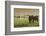 Horses Grazing before Sunset, Philmont Scout Ranch, Cimarron, New Mexico-Maresa Pryor-Framed Photographic Print