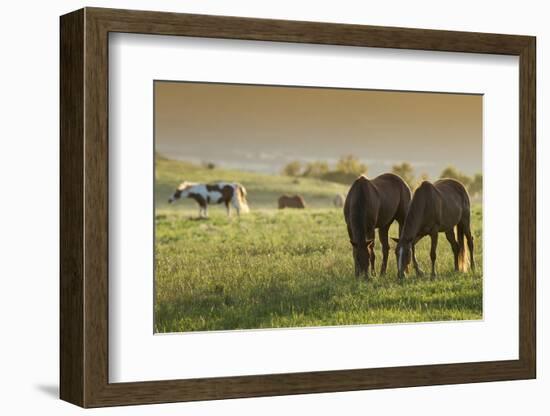 Horses Grazing before Sunset, Philmont Scout Ranch, Cimarron, New Mexico-Maresa Pryor-Framed Photographic Print