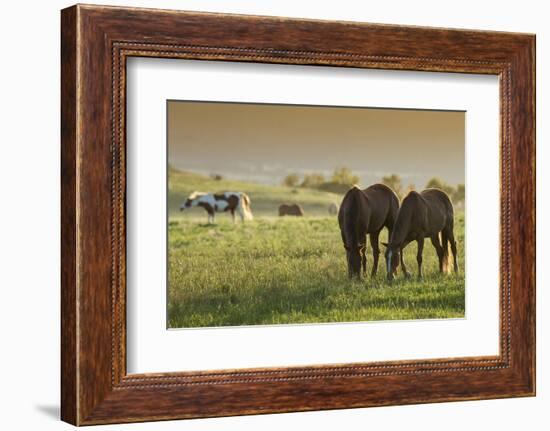 Horses Grazing before Sunset, Philmont Scout Ranch, Cimarron, New Mexico-Maresa Pryor-Framed Photographic Print