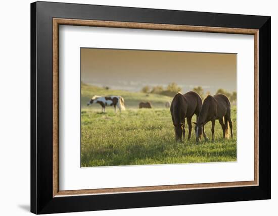 Horses Grazing before Sunset, Philmont Scout Ranch, Cimarron, New Mexico-Maresa Pryor-Framed Photographic Print