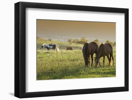 Horses Grazing before Sunset, Philmont Scout Ranch, Cimarron, New Mexico-Maresa Pryor-Framed Photographic Print