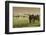 Horses Grazing before Sunset, Philmont Scout Ranch, Cimarron, New Mexico-Maresa Pryor-Framed Photographic Print