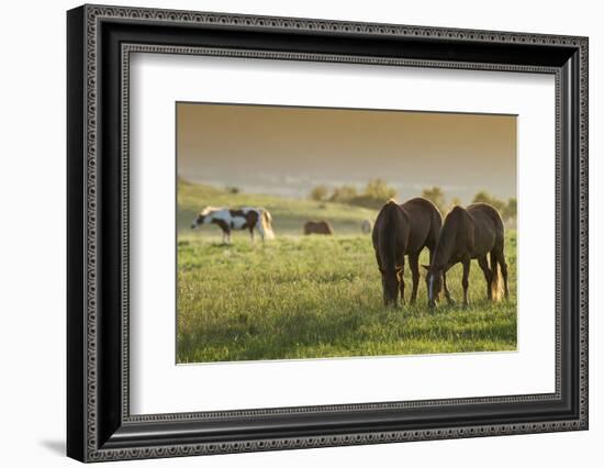 Horses Grazing before Sunset, Philmont Scout Ranch, Cimarron, New Mexico-Maresa Pryor-Framed Photographic Print