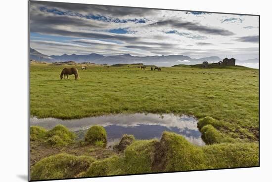 Horses Grazing by Abandon House, Vidbordssel Farm, Hornafjordur, Iceland-Arctic-Images-Mounted Photographic Print