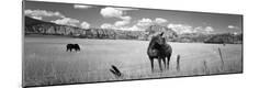 Photographic Print