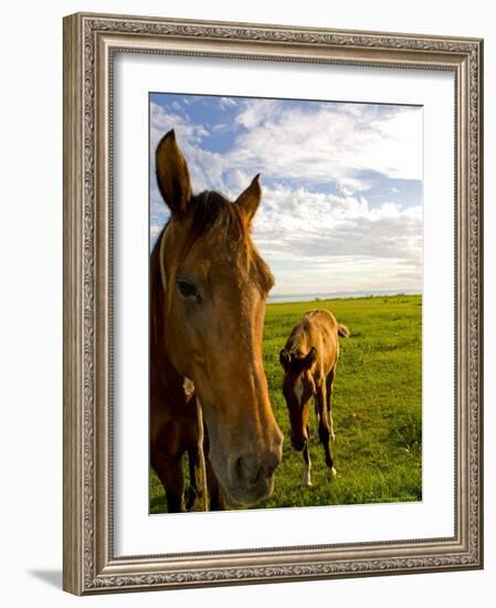 Horses Grazing in Field, Moorea, French Polynesia-Michele Westmorland-Framed Photographic Print