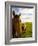 Horses Grazing in Field, Moorea, French Polynesia-Michele Westmorland-Framed Photographic Print