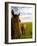 Horses Grazing in Field, Moorea, French Polynesia-Michele Westmorland-Framed Photographic Print