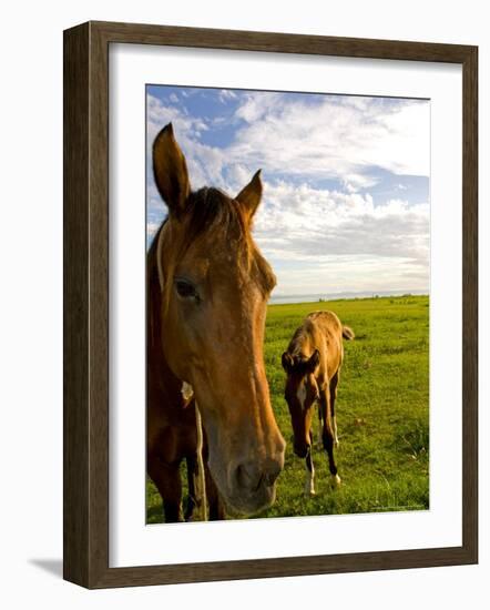 Horses Grazing in Field, Moorea, French Polynesia-Michele Westmorland-Framed Photographic Print