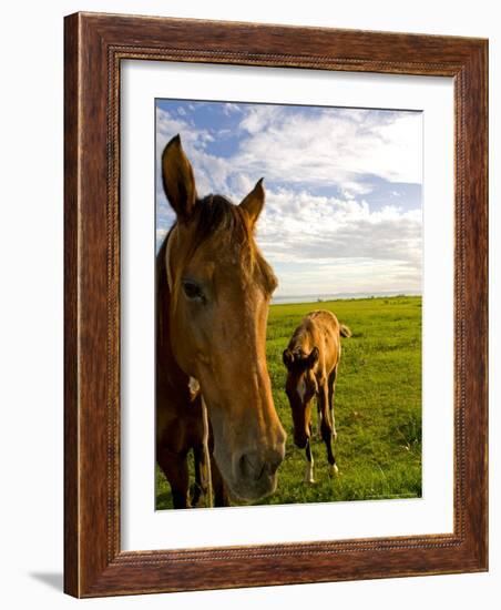 Horses Grazing in Field, Moorea, French Polynesia-Michele Westmorland-Framed Photographic Print