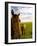 Horses Grazing in Field, Moorea, French Polynesia-Michele Westmorland-Framed Photographic Print