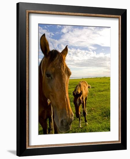 Horses Grazing in Field, Moorea, French Polynesia-Michele Westmorland-Framed Photographic Print