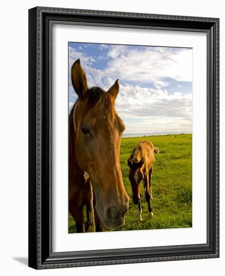 Horses Grazing in Field, Moorea, French Polynesia-Michele Westmorland-Framed Photographic Print