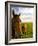 Horses Grazing in Field, Moorea, French Polynesia-Michele Westmorland-Framed Photographic Print