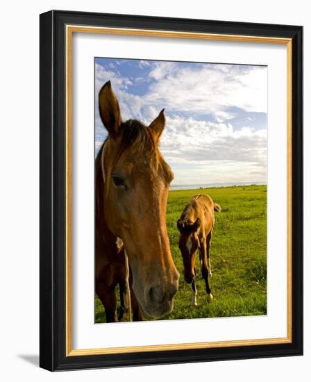 Horses Grazing in Field, Moorea, French Polynesia-Michele Westmorland-Framed Photographic Print