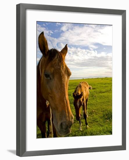 Horses Grazing in Field, Moorea, French Polynesia-Michele Westmorland-Framed Photographic Print