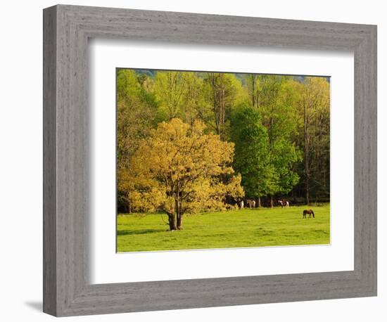 Horses Grazing in Meadow at Cades Cove, Great Smoky Mountains National Park, Tennessee, USA-Adam Jones-Framed Photographic Print