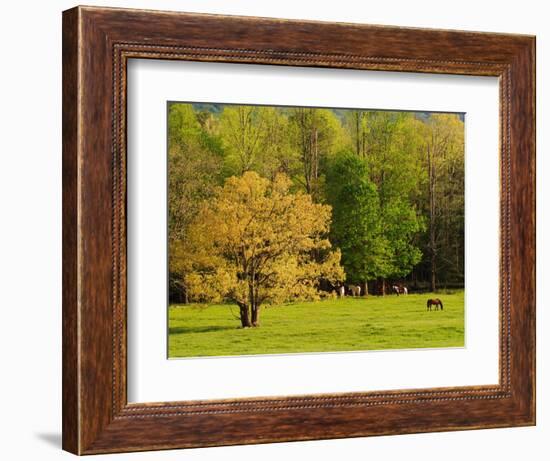 Horses Grazing in Meadow at Cades Cove, Great Smoky Mountains National Park, Tennessee, USA-Adam Jones-Framed Photographic Print