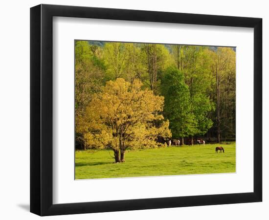 Horses Grazing in Meadow at Cades Cove, Great Smoky Mountains National Park, Tennessee, USA-Adam Jones-Framed Photographic Print