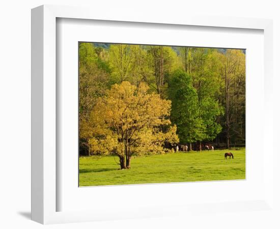 Horses Grazing in Meadow at Cades Cove, Great Smoky Mountains National Park, Tennessee, USA-Adam Jones-Framed Photographic Print