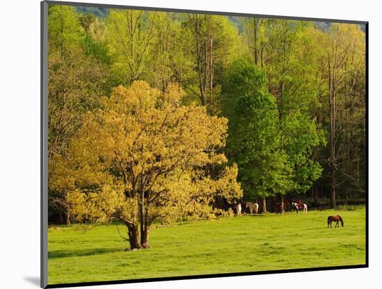 Horses Grazing in Meadow at Cades Cove, Great Smoky Mountains National Park, Tennessee, USA-Adam Jones-Mounted Photographic Print