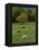 Horses Grazing in Meadow, Cades Cove, Great Smoky Mountains National Park, Tennessee, USA-Adam Jones-Framed Premier Image Canvas